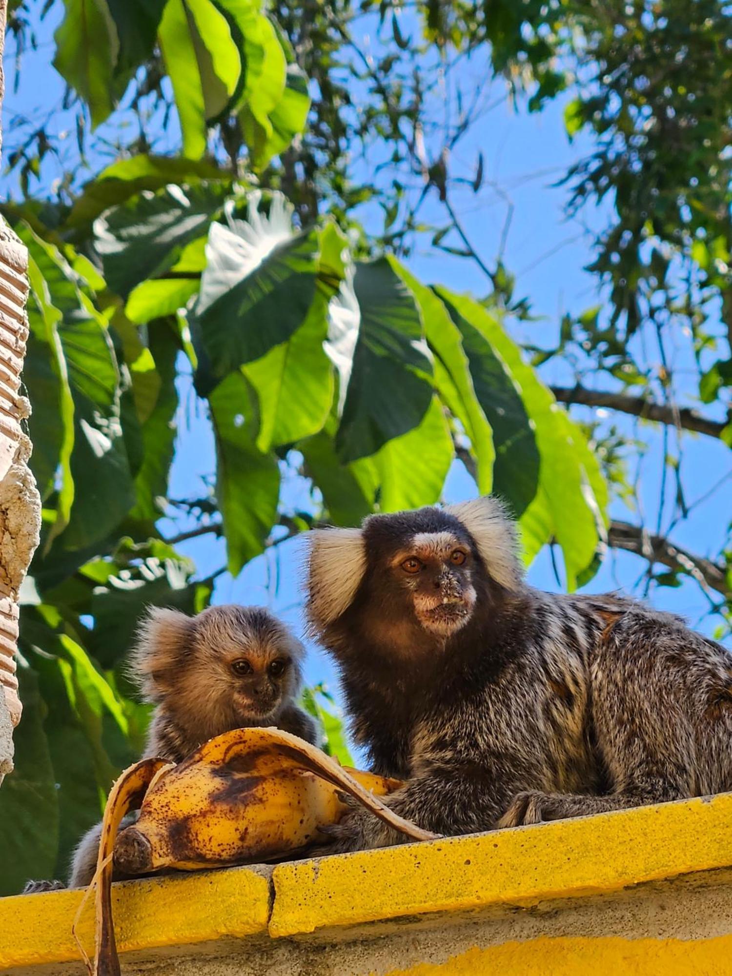 Casa Girassol Paratyヴィラ エクステリア 写真