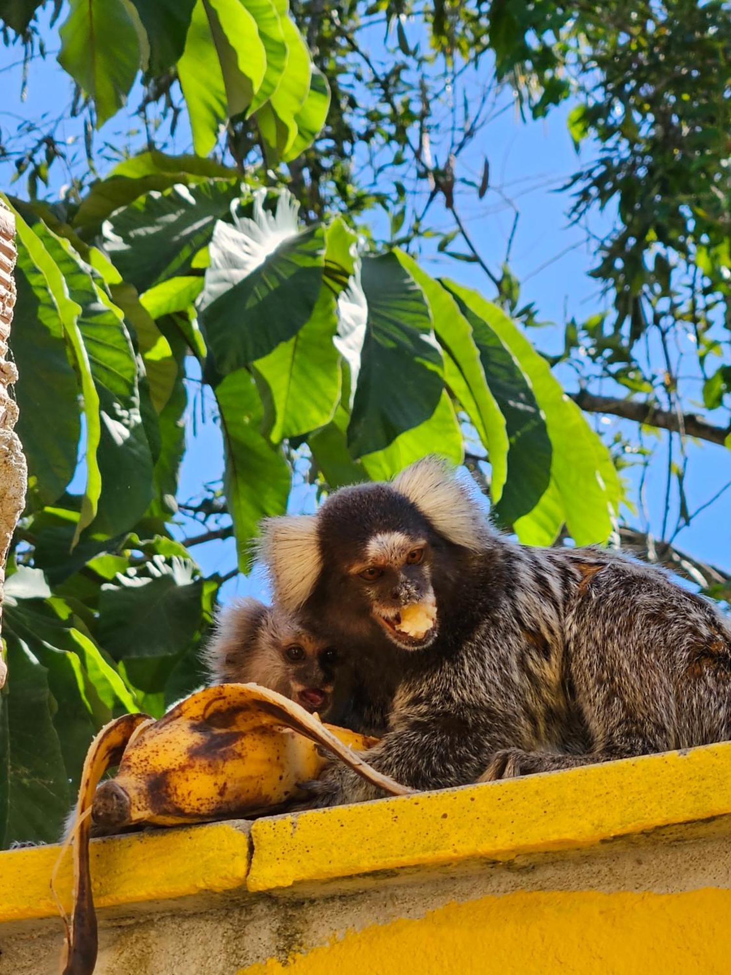 Casa Girassol Paratyヴィラ エクステリア 写真